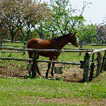 11235847_849872295085589_2011245939_a