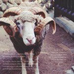 11190084_899145440142662_1950549370_a