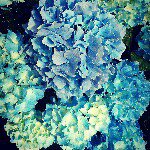 10895156_1532572510357070_1049167024_a