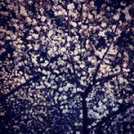 10810014_1488554491427808_97334153_a