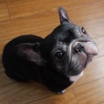 11254446_1620266558188059_215607574_a