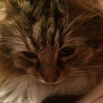 10723969_307060492829429_949548144_a