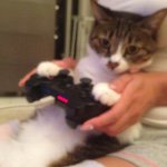 11084807_1061902033827221_351447772_a