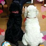 11078661_1627806147452701_1636756953_a