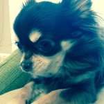 10725178_398201553662237_2022160221_a