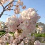 11378508_406102062908691_1876950102_a