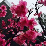 10963853_805750046166221_1439204753_a