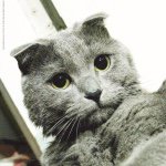 11201796_994162330617036_1807277521_a