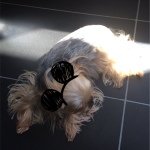 10598268_1474171719497556_13515908_a