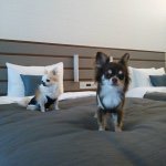 10838376_1586503598227888_433730076_a