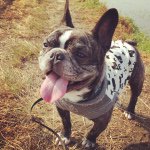 10731453_1438333556476757_148756620_a