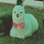 11241388_1555723671346646_817243115_a