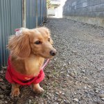 11137877_965027716870781_942716052_a