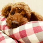 11078725_406259792890048_2079284749_a