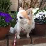 11282723_1613006242314007_1026810789_a