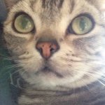 10843783_434077870098126_974242929_a