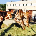 10724087_561251840687114_1190145550_a