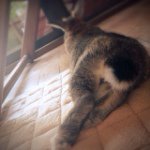 11249979_1635807599982514_800026473_a