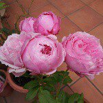 10848076_421866711304641_1795830066_a