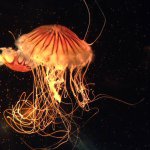 10617041_1527929700776158_1042923698_a