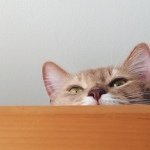 927103_341150136035406_427737962_a