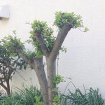 11326533_950255661685129_411797118_a