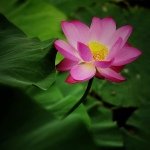 10471833_1501526333416395_634211911_a