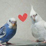 10903716_853257638070341_386039152_a