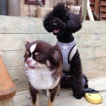 10802696_887003974657829_1668484042_a