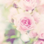 11311430_929015917119567_229754003_a