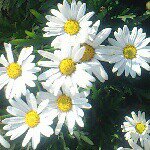 Profile_465967896_75sq_1373853745