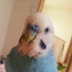 925337_1507066096195138_1159947761_a