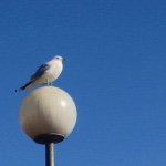 11085150_675906065869556_1602781654_a