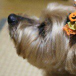 10953624_1555491948042374_417861159_a