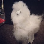 10995068_348349082029493_1032195732_a