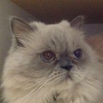 10727518_339535182896166_1192543237_a