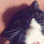 10848356_1417077535249692_2045550607_a