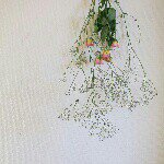 10706967_1555136231374515_82751167_a