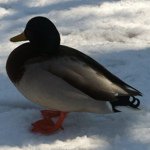 Profile_43979258_75sq_1334921120