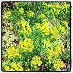 Profile_46564487_75sq_1363307115