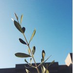 10748475_1719048638321101_521491247_a