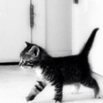 Profile_240339684_75sq_1350780638