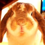 10724258_1551042945156000_1089375526_a