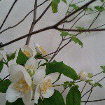 11176118_1424831064492362_205226394_a