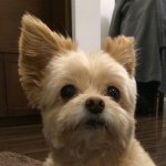 11007828_340022352853603_1556788875_a