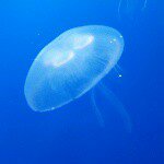 11032960_944861645546948_1474647691_a