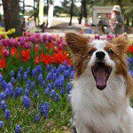 11186813_374357656085005_445695139_a