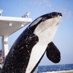 11311423_1125232244160990_1287738957_a