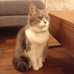 10467929_285484668307734_1984511660_a