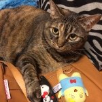 10358444_296601737166970_314934966_a